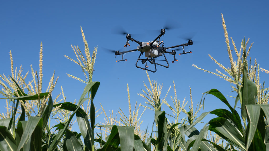 DJI Agras T30 over corn